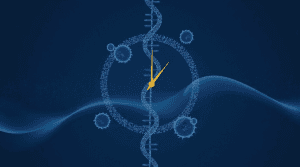 The Hidden Symphony of Health: How Your Immune System and Body Clock Work Together