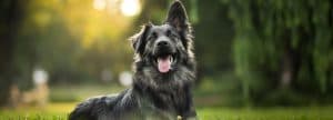 Unlocking the Secrets of Aging: Insights from Man's Best Friend